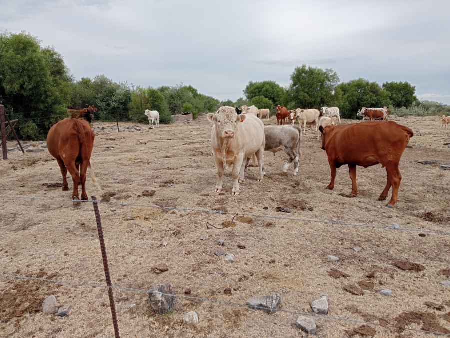 Commercial Property for Sale in Reivilo Rural North West